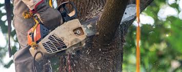 Best Tree Health Inspection  in USA